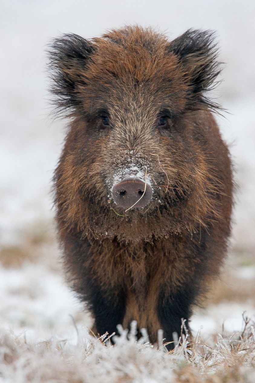 Dzik. Foto: Adam Wajrak